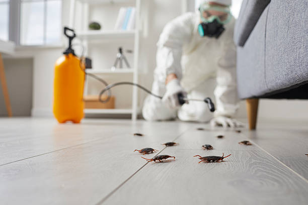 Post-Treatment Bed Bug Interceptor Monitoring in Bonadelle Ranchos